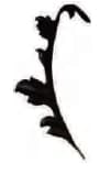Concave Leaf - Large